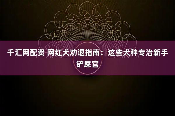 千汇网配资 网红犬劝退指南：这些犬种专治新手铲屎官